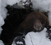 Охота на медведя на берлоге февраль 2007г.  (Республика Коми)