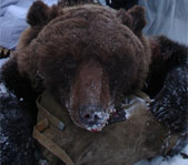 Охота на медведя на берлоге февраль 2007г.  (Республика Коми)