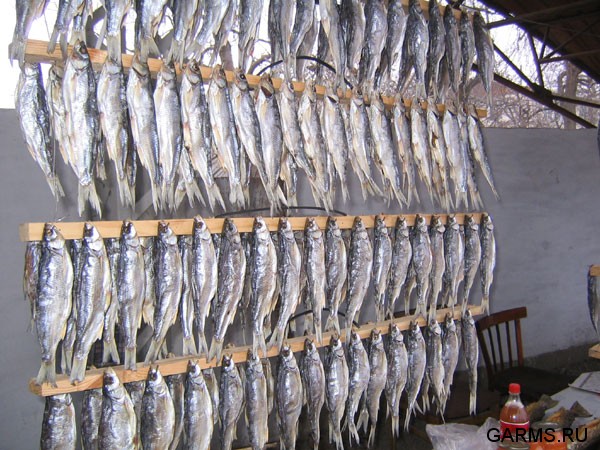 Охота на козерога март 2007 (Киргизия)