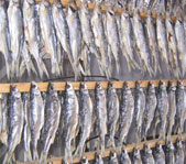 Охота на козерога март 2007 (Киргизия)