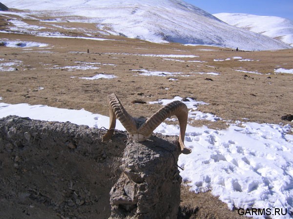 Охота на козерога март 2007 (Киргизия)