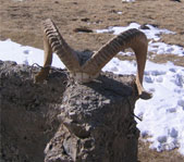 Охота на козерога март 2007 (Киргизия)