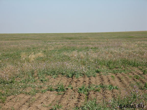 Заметили первого сурка