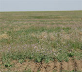 Заметили первого сурка