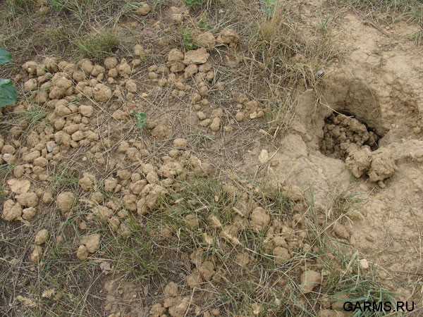 А этот сурок уже залег на зиму в спячку