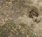 А этот сурок уже залег на зиму в спячку