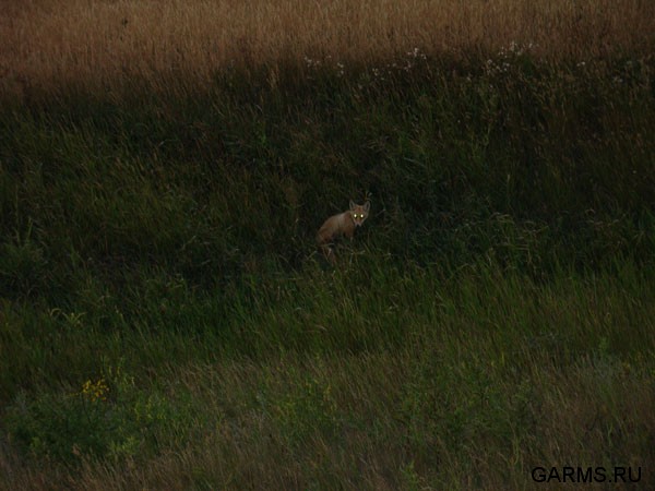 Степной корсак