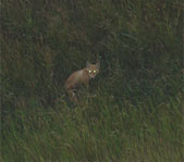 Степной корсак