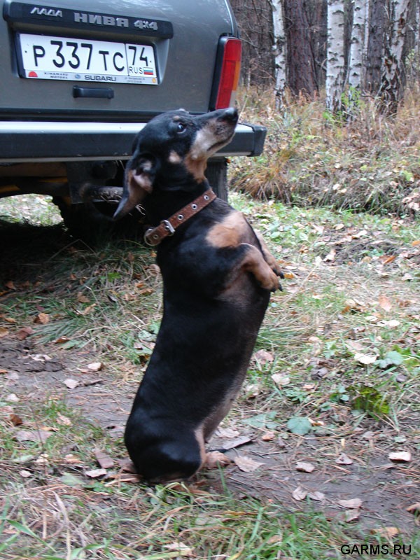 Осенняя охота на козла на реву октябрь 2007г.(Челябинская область)