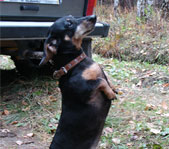 Осенняя охота на козла на реву октябрь 2007г.(Челябинская область)