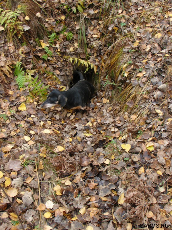 Осенняя охота на козла на реву октябрь 2007г.(Челябинская область)