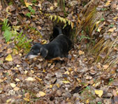 Осенняя охота на козла на реву октябрь 2007г.(Челябинская область)