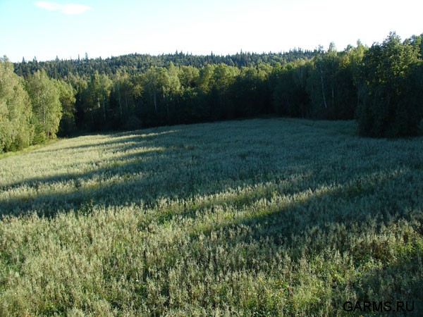Овес созрел,осталось дождаться медведя...