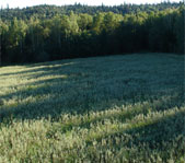 Овес созрел,осталось дождаться медведя...