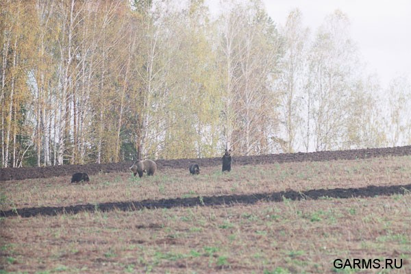 Медведица с тремя сиголетками на гороховом поле