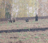 Медведица с тремя сиголетками на гороховом поле