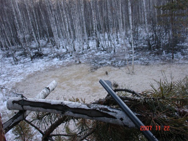 Гороховое поле.Засидка.Где-то на подходе кабаны...