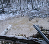 Гороховое поле.Засидка.Где-то на подходе кабаны...