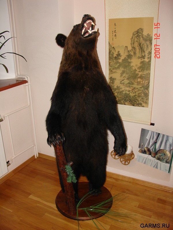 Первый медведь Димарика