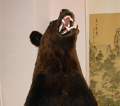 Первый медведь Димарика