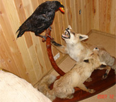 Вот так он их на охоте и застал...