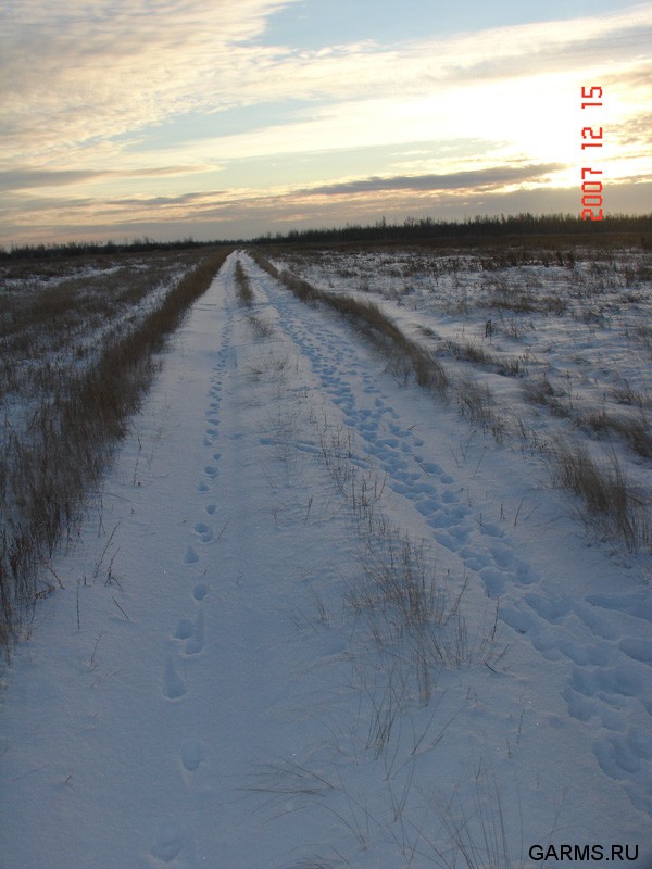 Кабаны пробежали толпой...