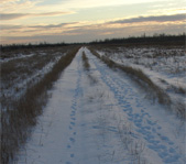 Кабаны пробежали толпой...