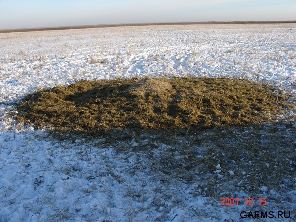 Сюда кабан приходит ночью кормиться...