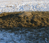 Сюда кабан приходит ночью кормиться...