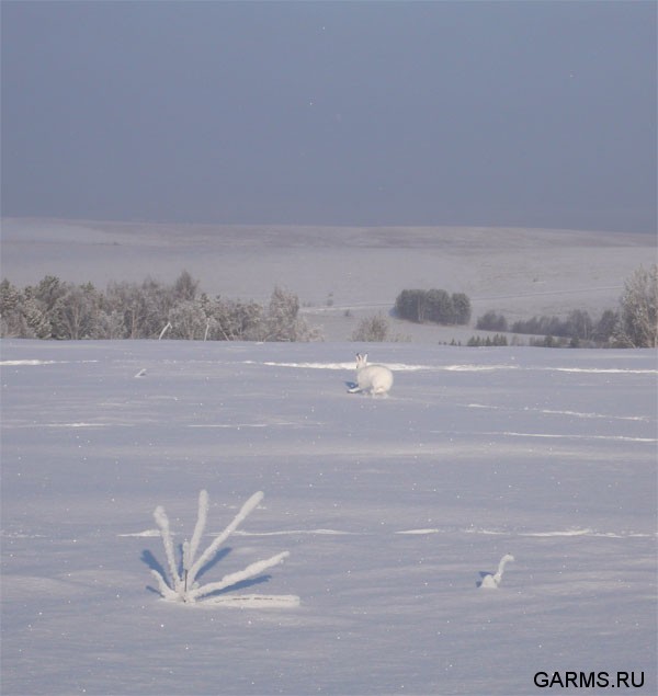 Новогодняя охота январь 2008г. (Челябинская область)