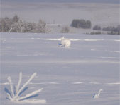 Новогодняя охота январь 2008г. (Челябинская область)