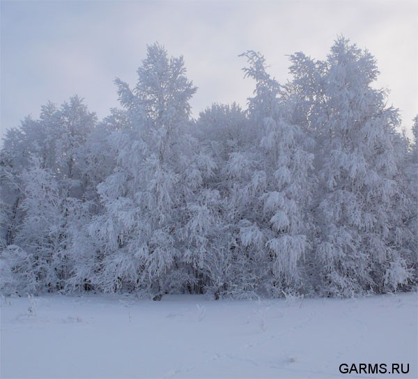 Новогодняя охота январь 2008г. (Челябинская область)