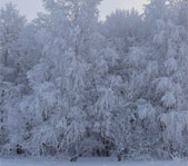 Новогодняя охота январь 2008г. (Челябинская область)