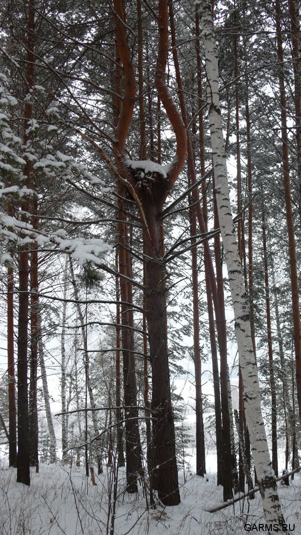 Новогодняя охота январь 2008г. (Челябинская область)