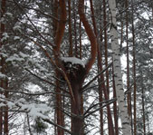 Новогодняя охота январь 2008г. (Челябинская область)
