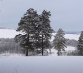 Новогодняя охота январь 2008г. (Челябинская область)