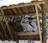 Загонная охота на косулю декабрь 2008г. (Челябинская область)