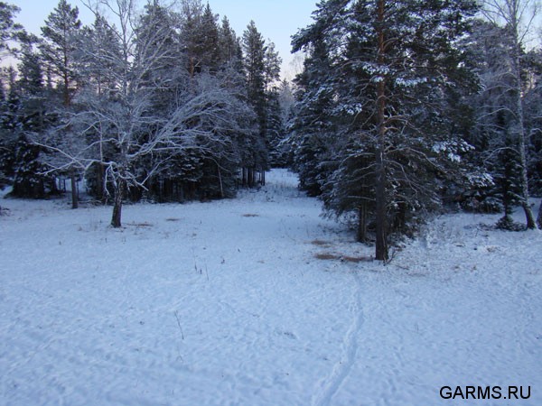 Охота на кабана январь 2009г. (Челябинская область)