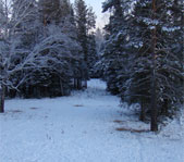 Охота на кабана январь 2009г. (Челябинская область)