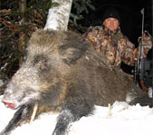 Охота на кабана январь 2009г. (Челябинская область)