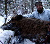 Охота на кабана январь 2009г. (Челябинская область)