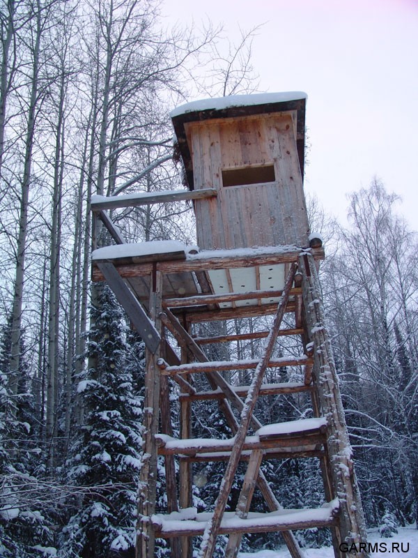 Охота на кабана январь 2009г. (Челябинская область)