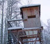 Охота на кабана январь 2009г. (Челябинская область)