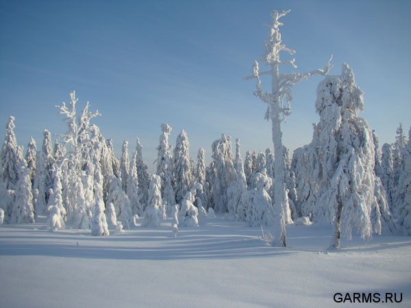 Охота на Северном Урале январь 2009г.