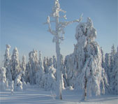 Охота на Северном Урале январь 2009г.