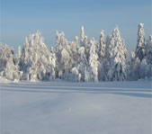 Охота на Северном Урале январь 2009г.