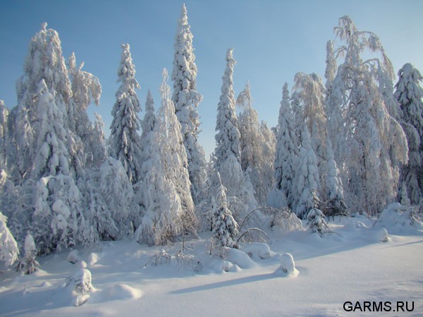 Охота на Северном Урале январь 2009г.