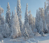 Охота на Северном Урале январь 2009г.