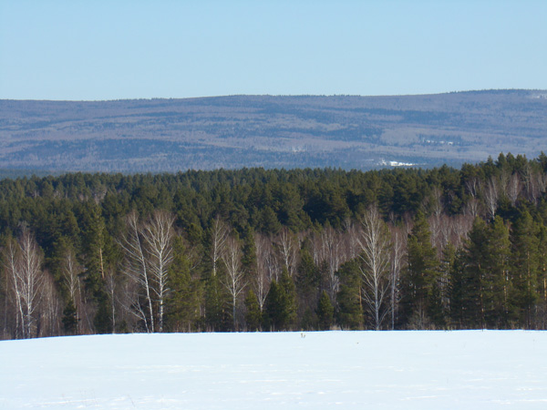 Охота на рысь январь, февраль 2009г. (Челябинская область)