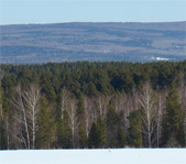 Охота на рысь январь, февраль 2009г. (Челябинская область)